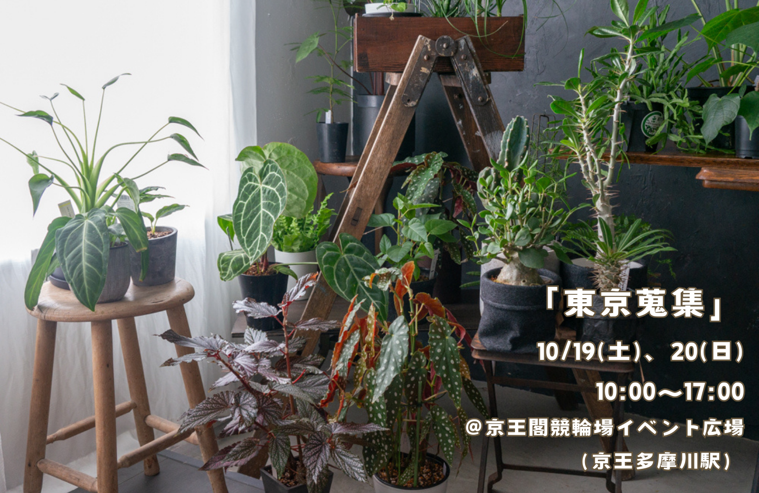 10/19(土)、20(日)、東京蒐集に出店します！（MAPあり） - tocolier