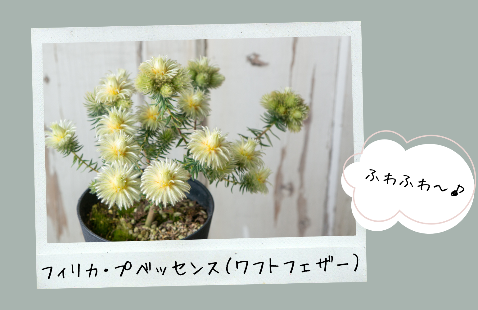ふわふわのお花が魅力！フィリカ・プベッセンス（ワフトフェザー
